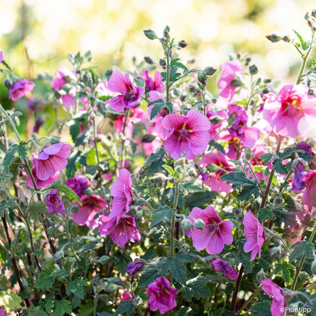 Anisodontea Carnival Lights Celebration - Cape mallow