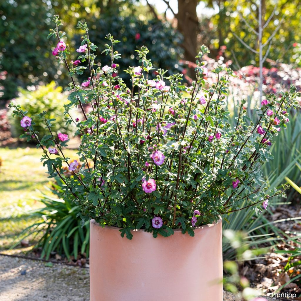 Anisodontea Carnival Lights Gala - Cape mallow