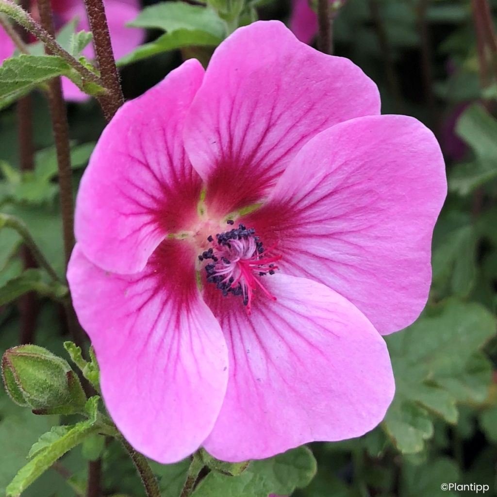 Anisodontea Carnival Lights Gala - Cape mallow