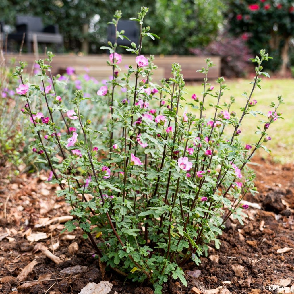 Anisodontea Carnival Lights Gala - Cape mallow