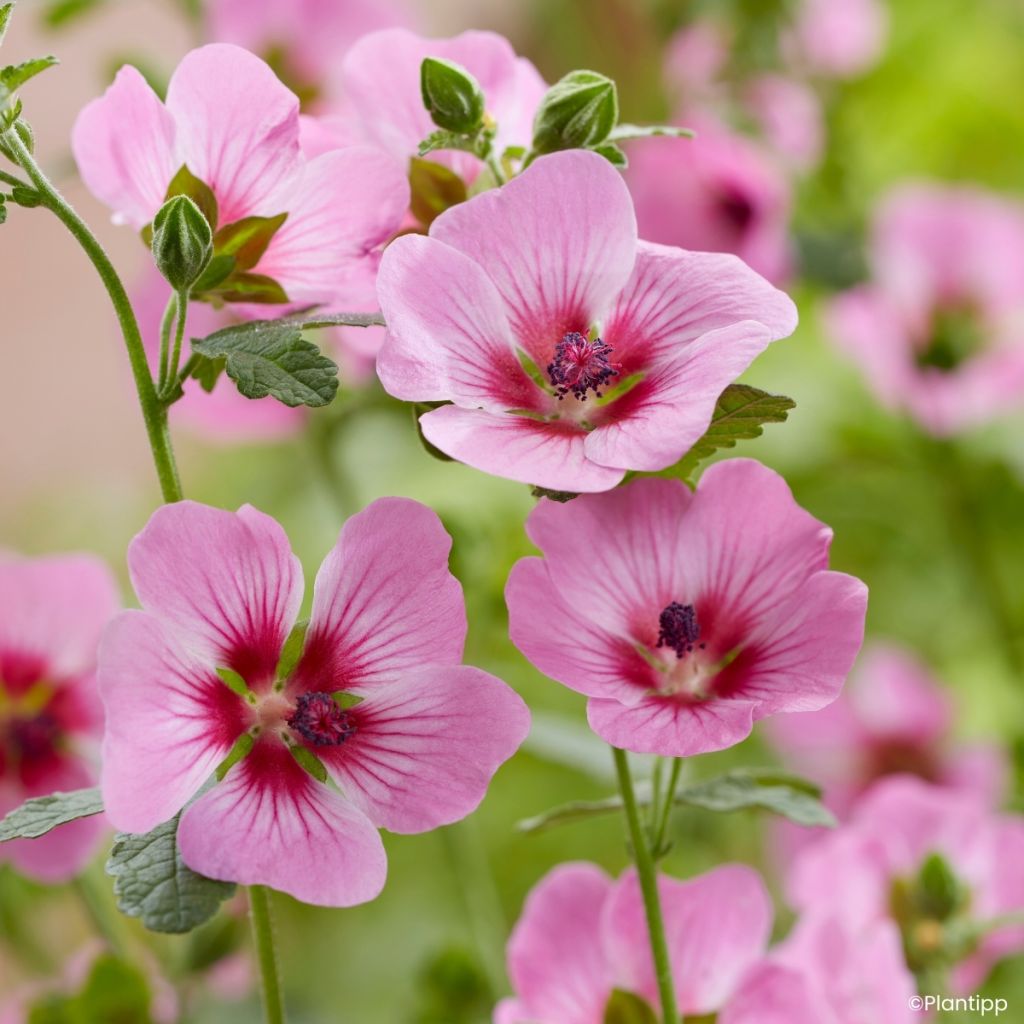 Anisodontea Carnival Lights Gala - Cape mallow