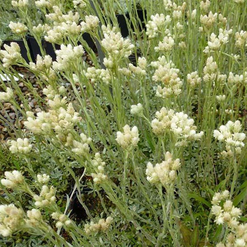 Antennaria dioica var. borealis
