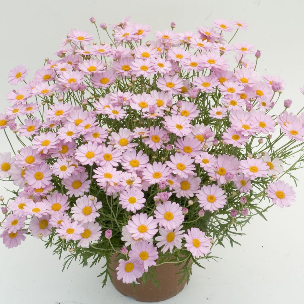 Argyranthemum Daisy Crazy Summit Pink - Marguerite