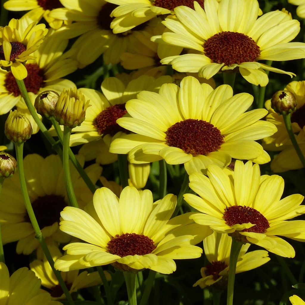 Anthemis Grandaisy Gold - Marguerite