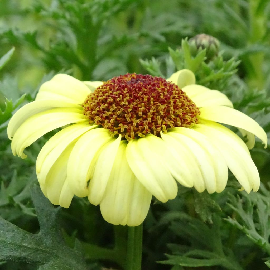 Anthemis Grandaisy Gold - Marguerite