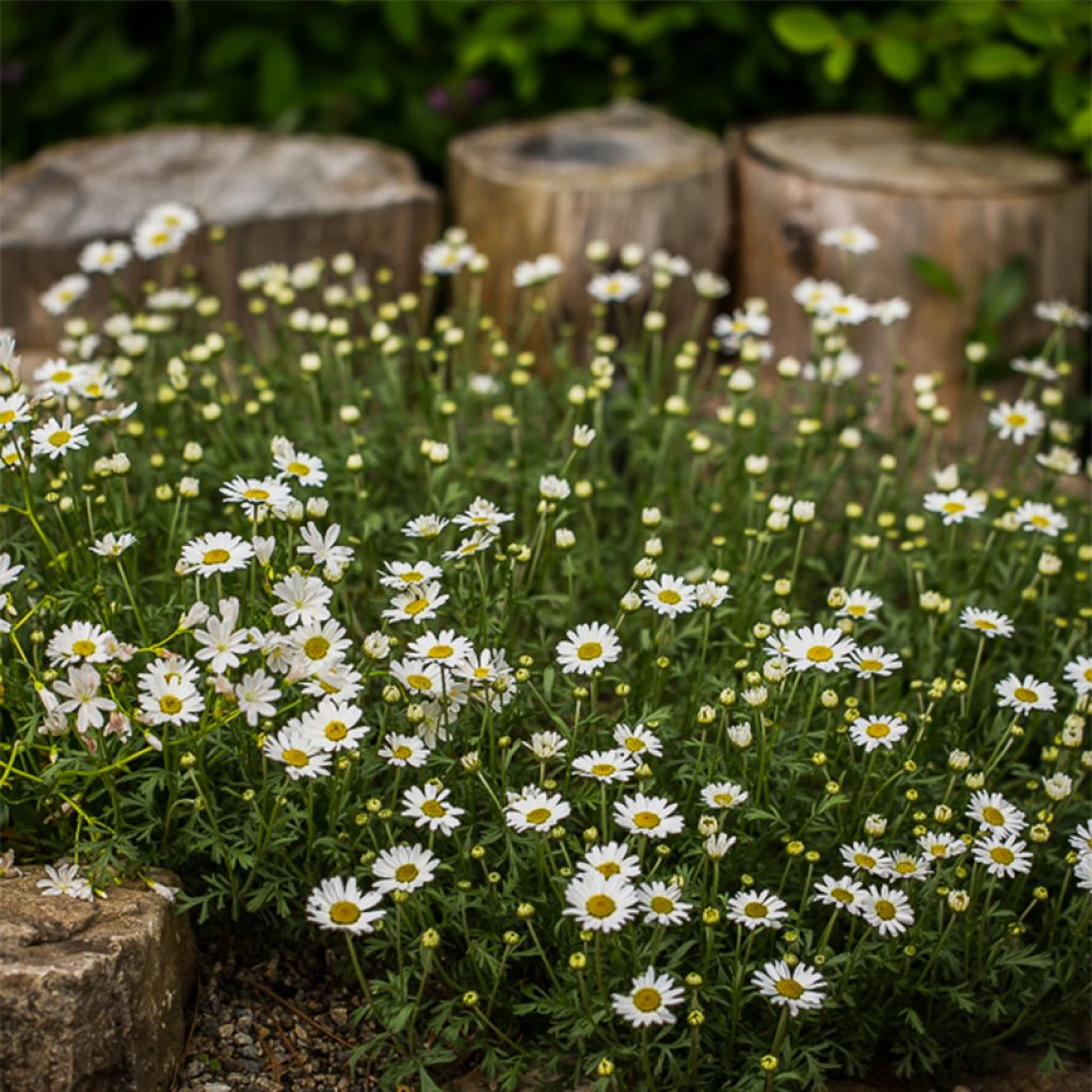 Anthemis carpatica Karpatenschnee - Marguerite