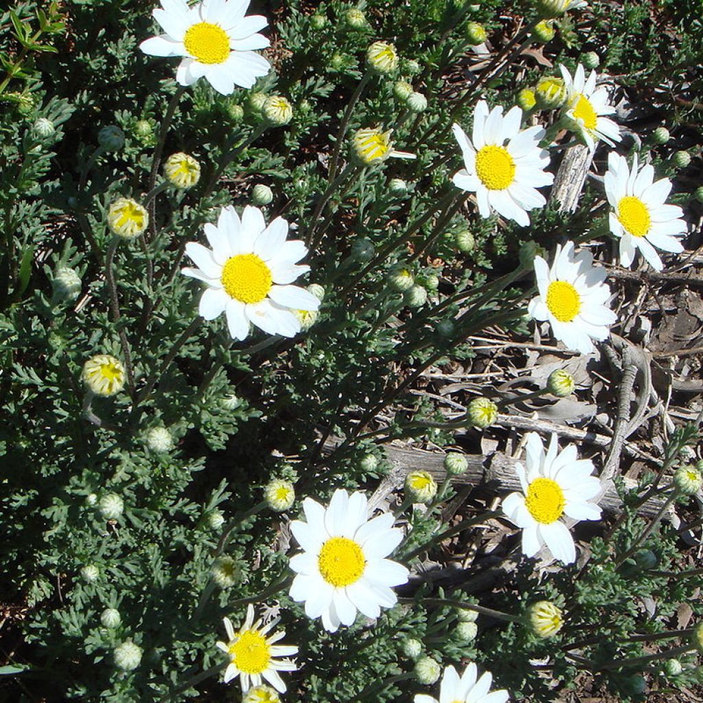 Anthemis punctata subsp. cupaniana