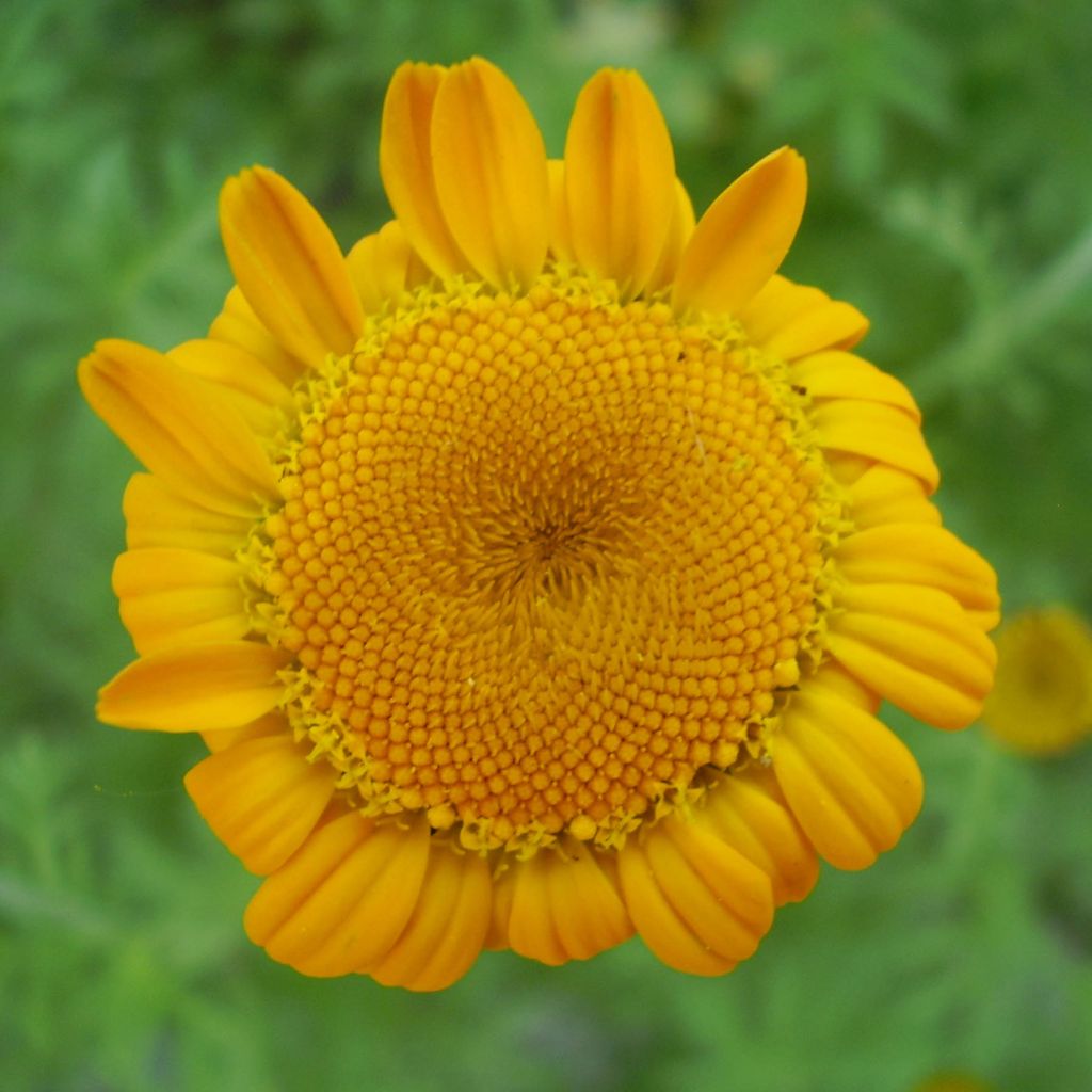 Anthemis sancti-johannis