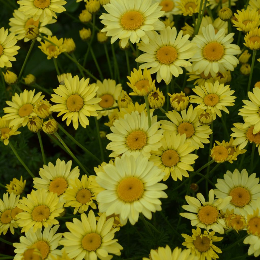 Anthemis tinctoria Wargrave Variety - Marguerite
