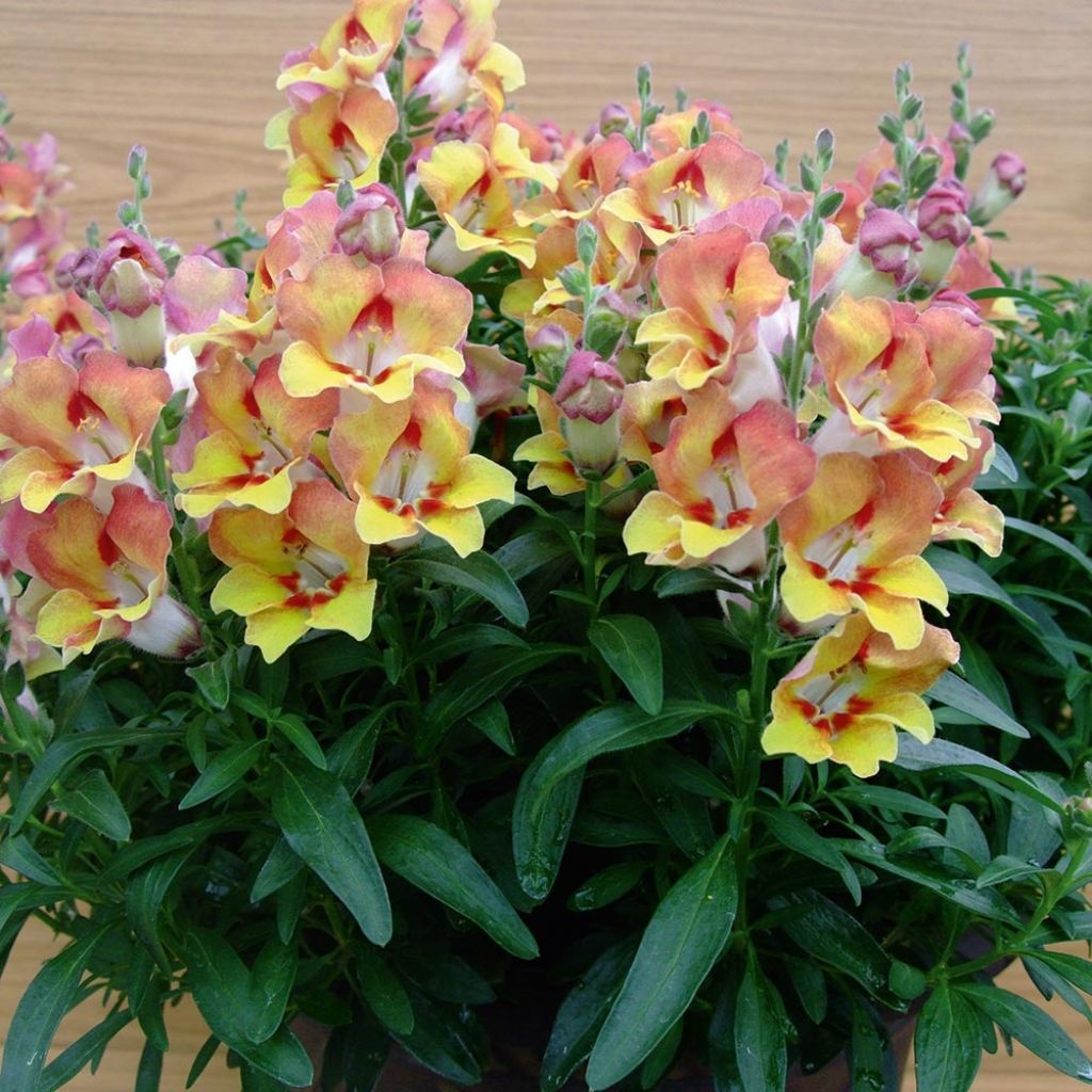 Antirrhinum majus Fruit Salad Up Apricot