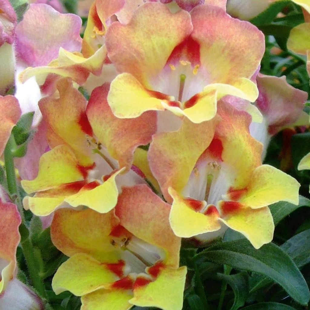 Antirrhinum majus Fruit Salad Up Apricot
