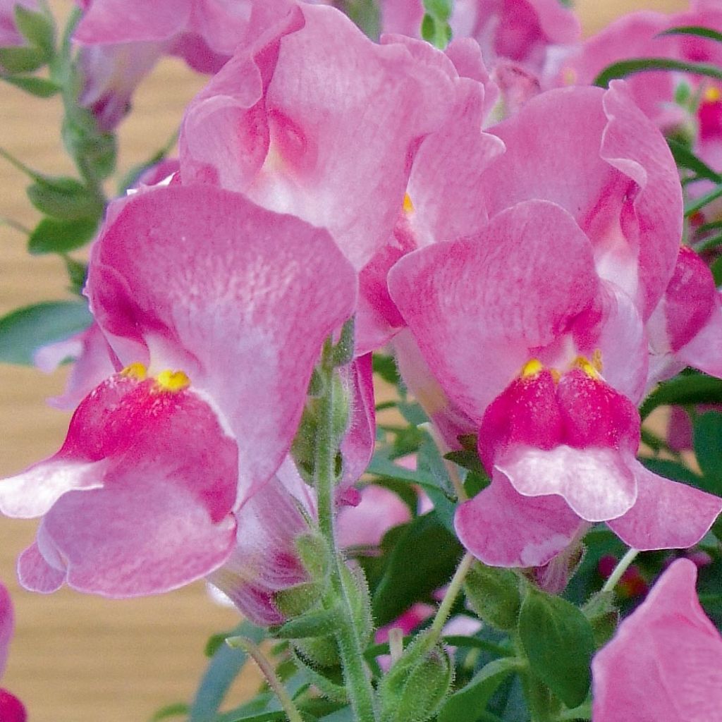 Antirrhinum majus Fruit Salad Up Purple