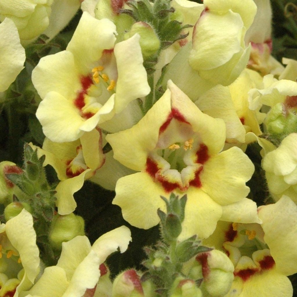 Antirrhinum majus Fruit Salad Up Yellow