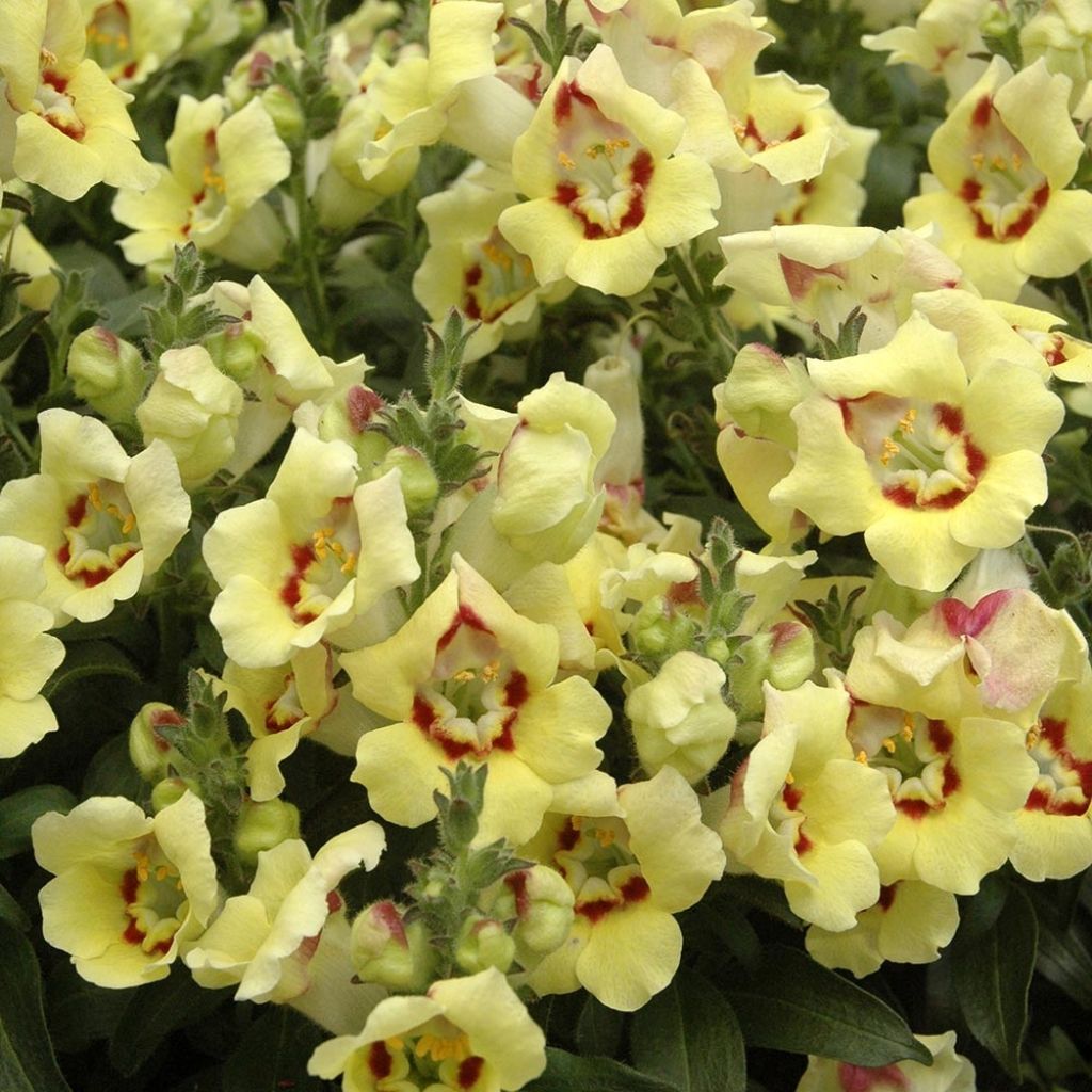 Antirrhinum majus Fruit Salad Up Yellow