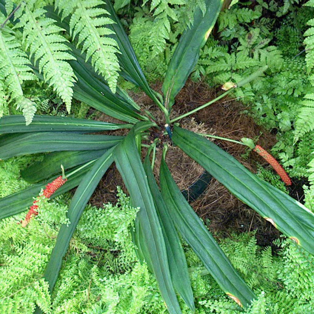 Anthurium bakeri - Flamingo Flower