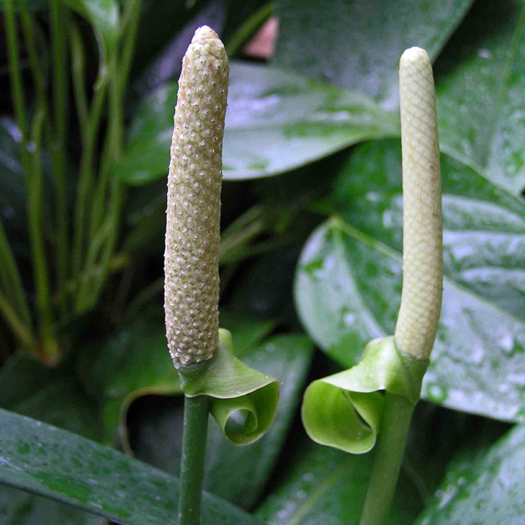 Anthurium bakeri - Flamingo Flower