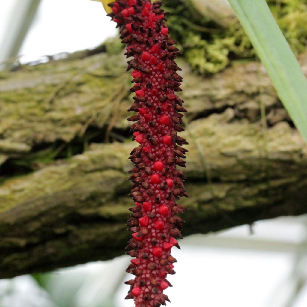 Anthurium bakeri - Flamingo Flower