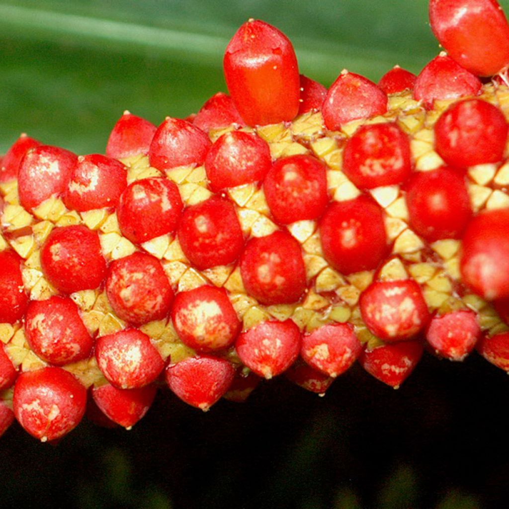Anthurium bakeri - Flamingo Flower