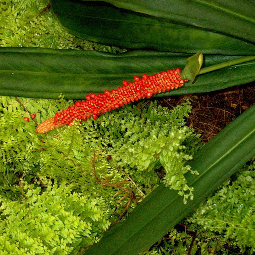 Anthurium bakeri - Flamingo Flower