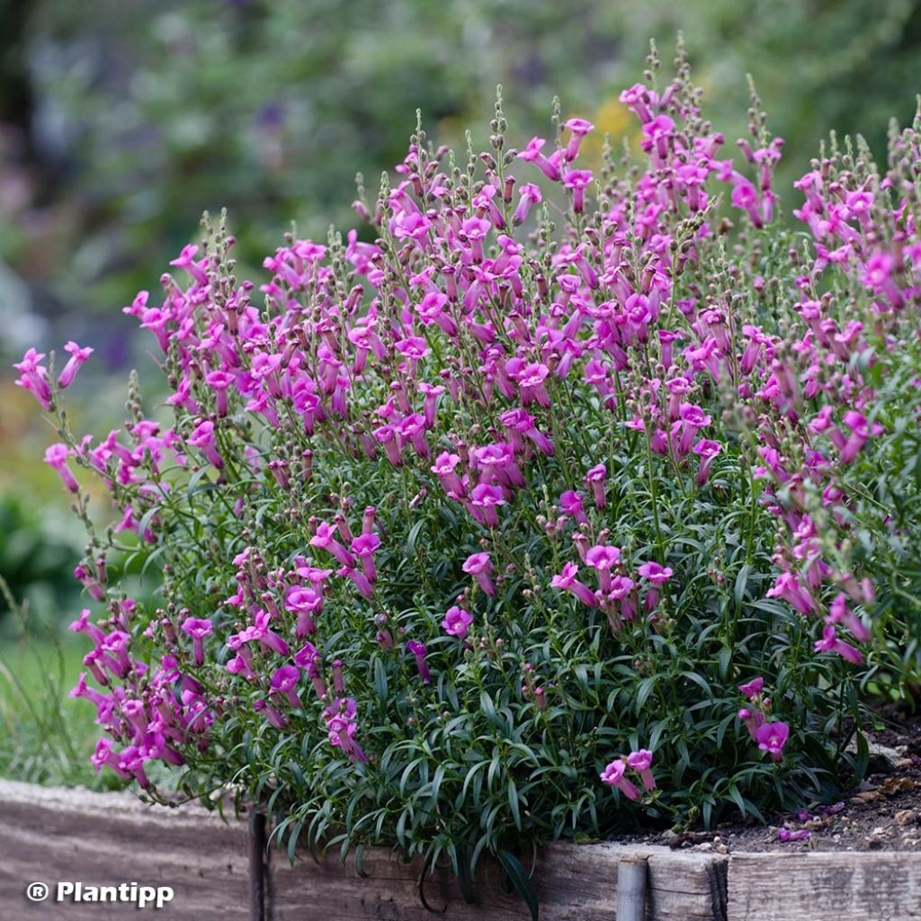 Antirrhinum majus Pretty in Pink