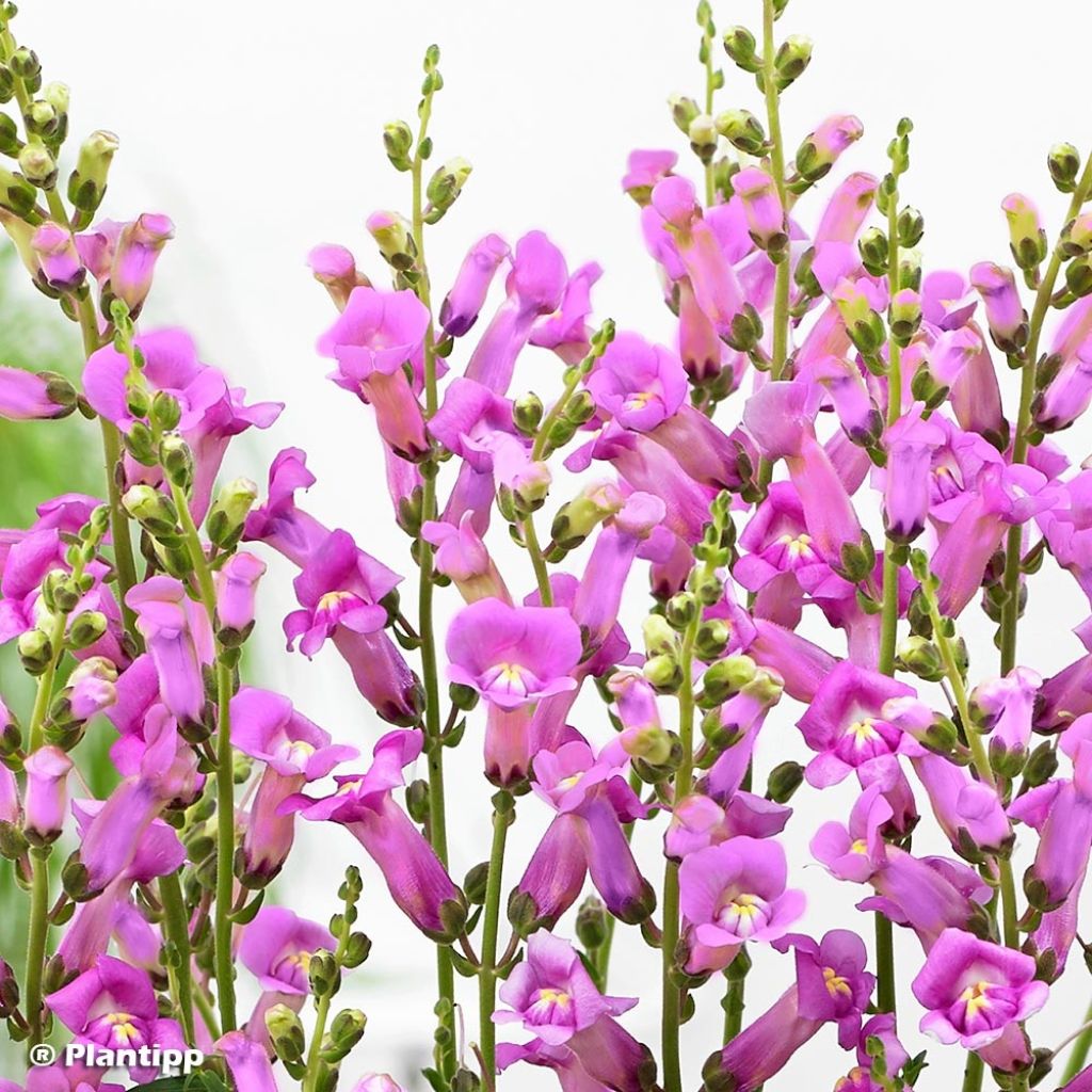 Antirrhinum majus Pretty in Pink