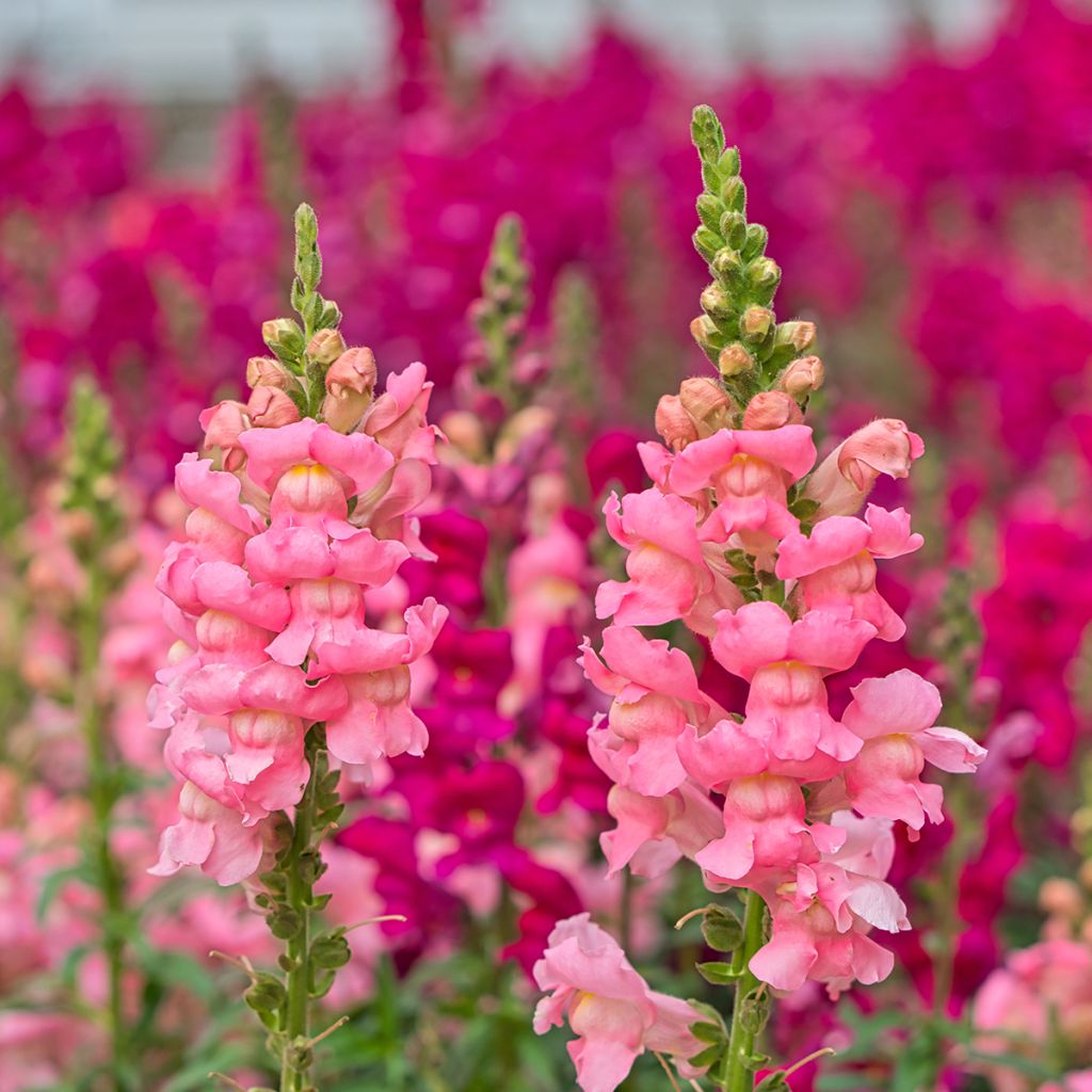 Antirrhinum majus Pretty in Pink
