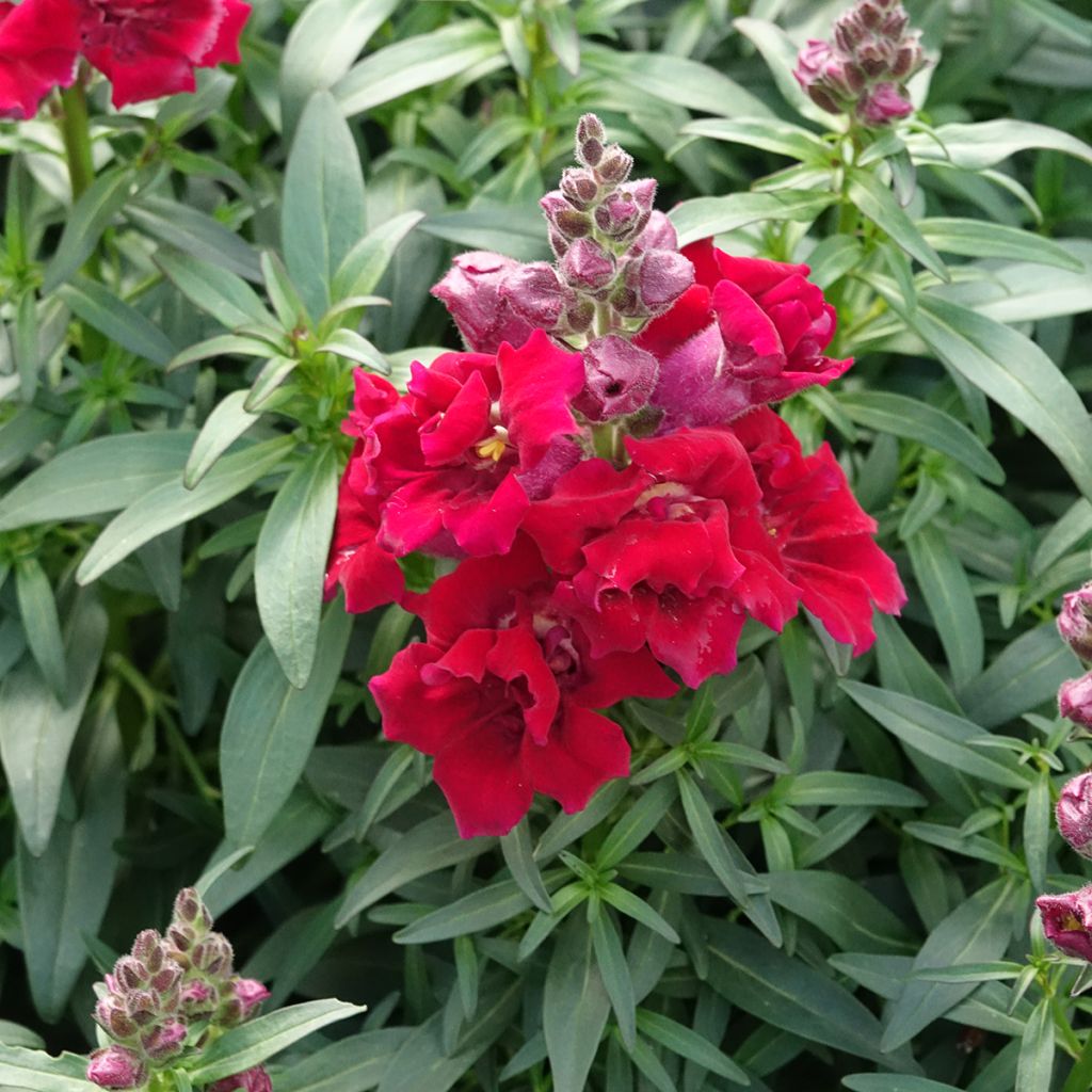 Antirrhinum majus Sweet Duet Deep Red - Snapdragon