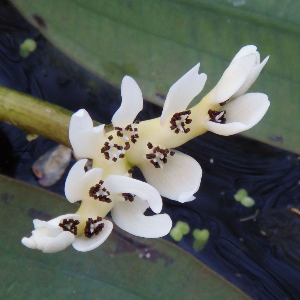 Aponogeton distachyos