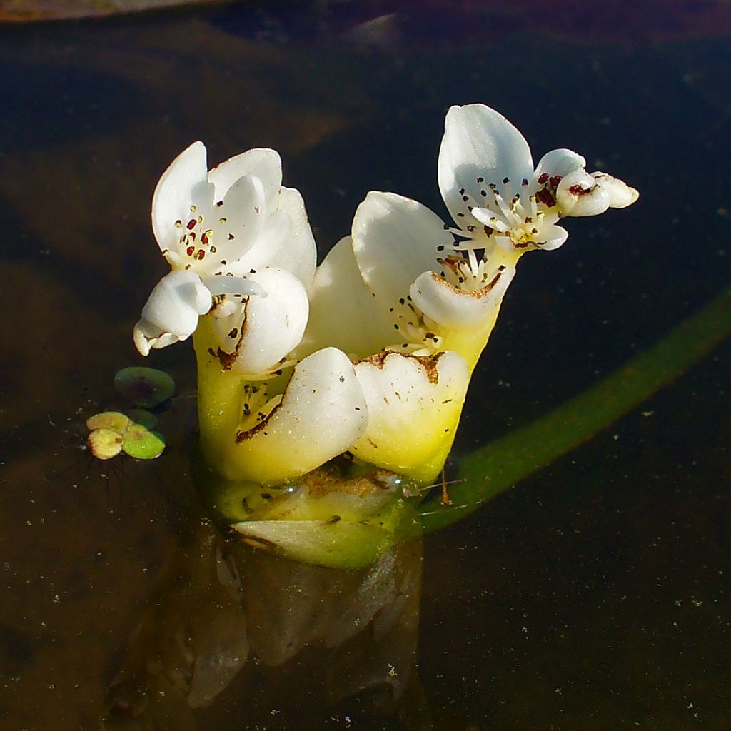 Aponogeton distachyos