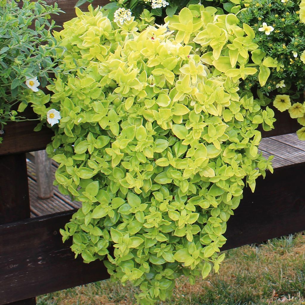 Aptenia cordifolia Golden Cascade - Baby sun rose