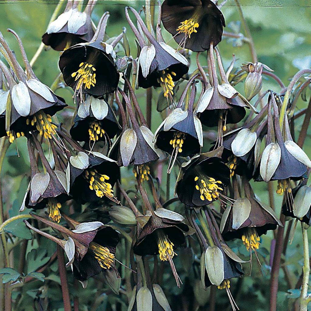 Aquilegia viridiflora Chocolate Soldier - Columbine
