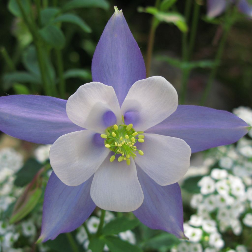 Aquilegia Songbird Series Blue Jay - Columbine