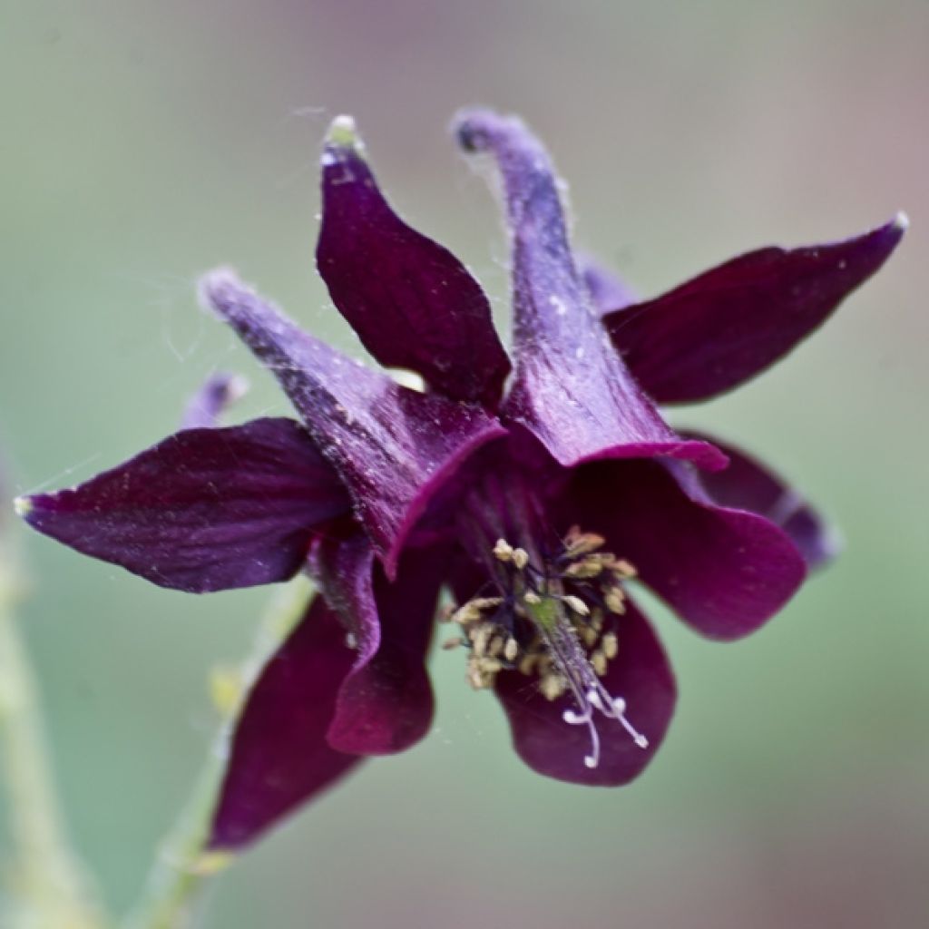 Aquilegia atrata - Columbine