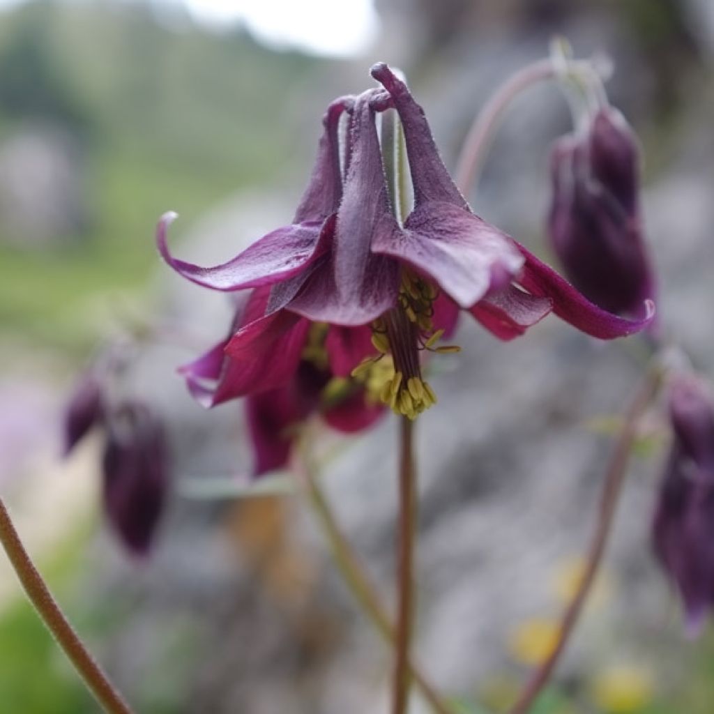 Aquilegia atrata - Columbine