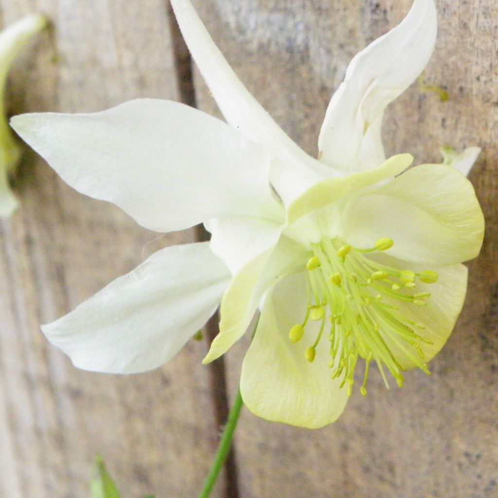 Aquilegia caerulea Kristall - Columbine