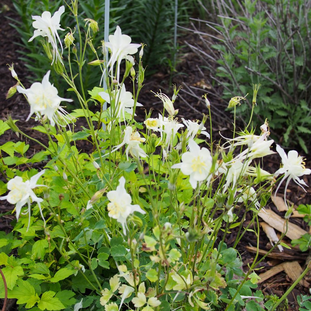Aquilegia caerulea Kristall - Columbine
