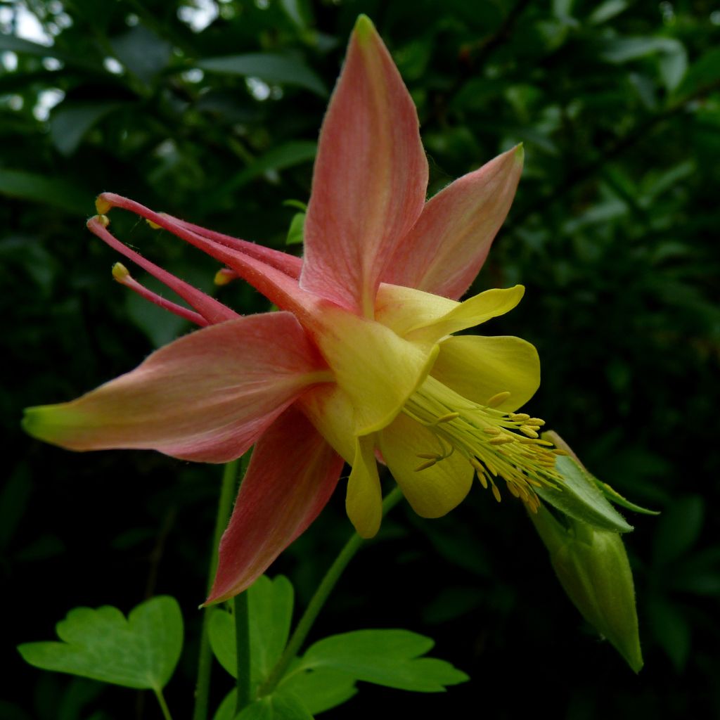Aquilegia canadensis - Columbine