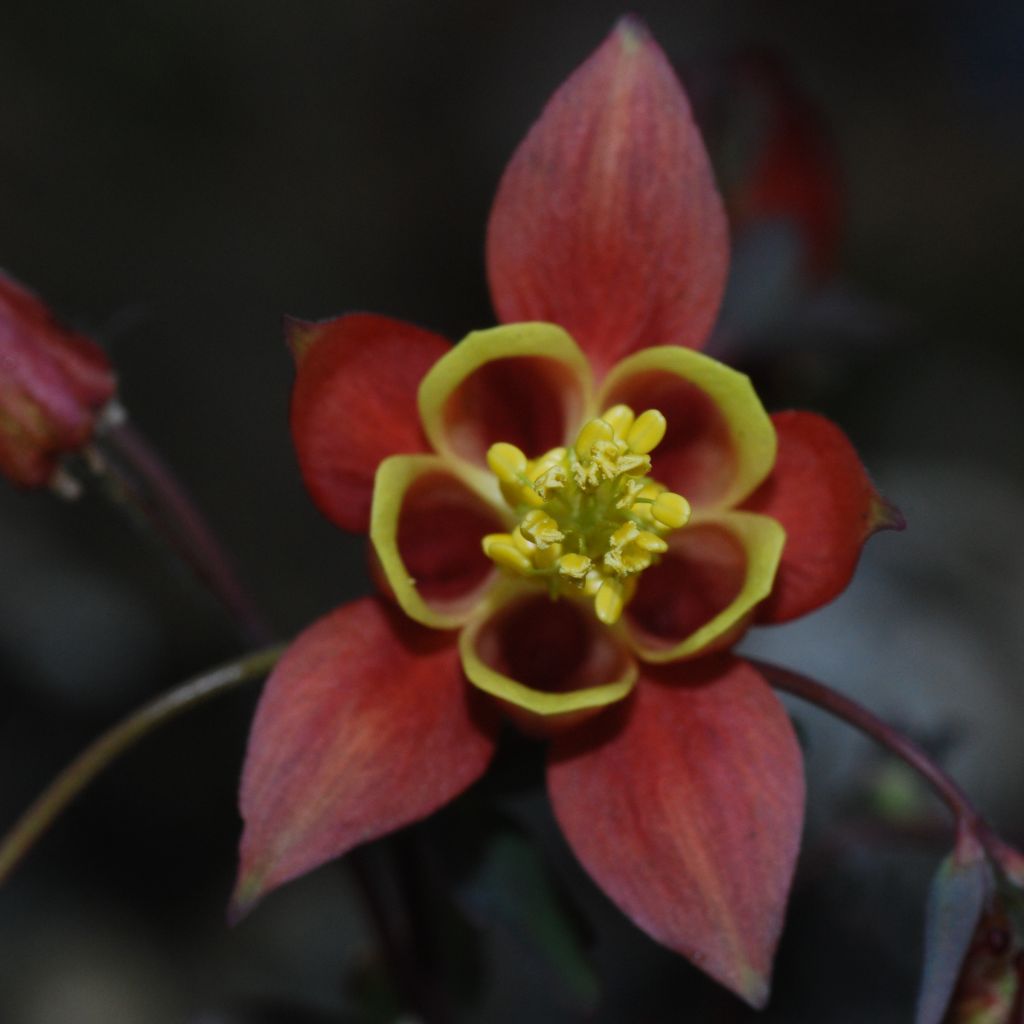 Aquilegia canadensis - Columbine