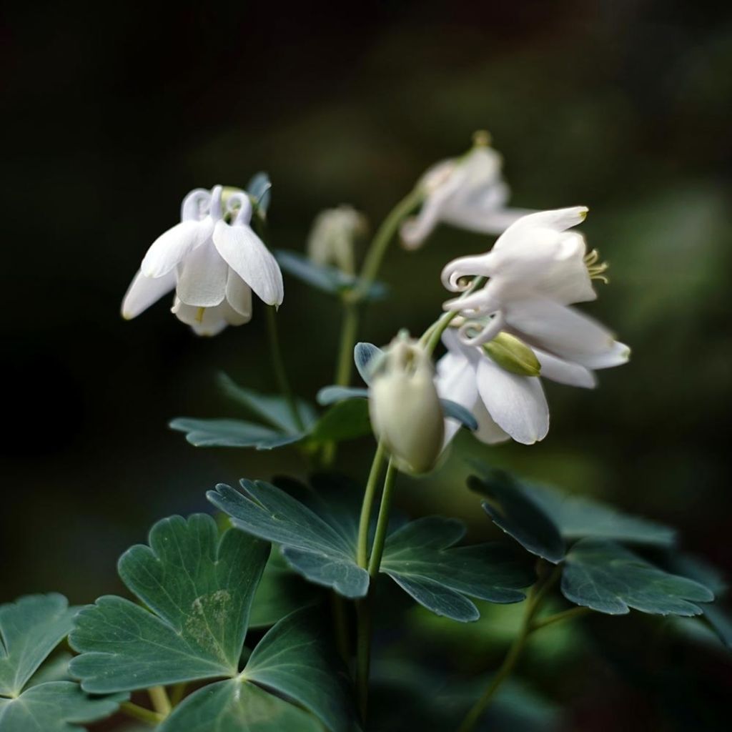 Aquilegia flabellata Cameo White - Columbine