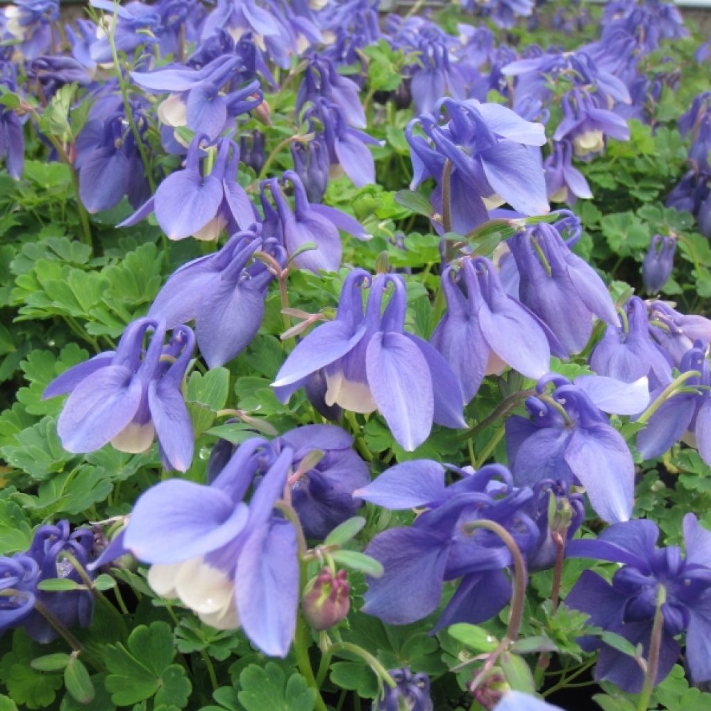 Aquilegia flabellata Ministar - Columbine