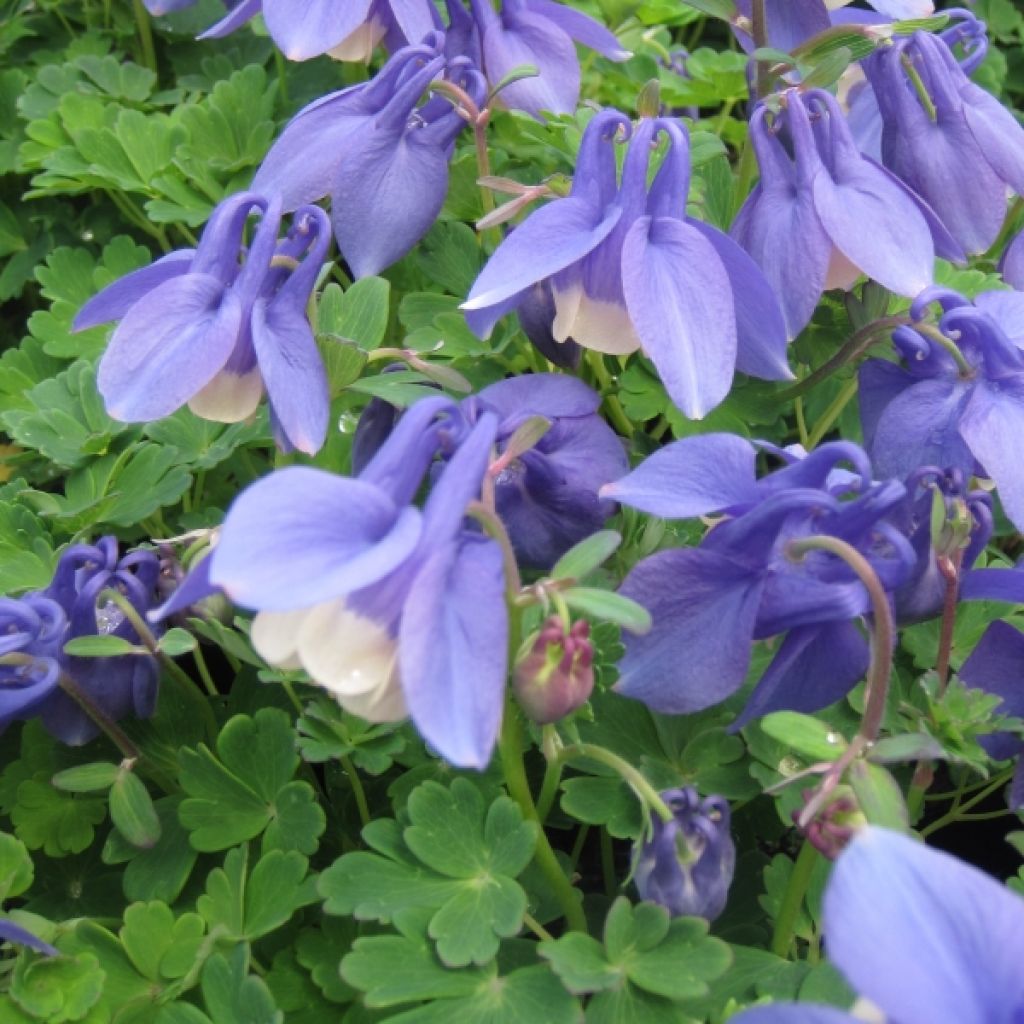 Aquilegia flabellata Ministar - Columbine
