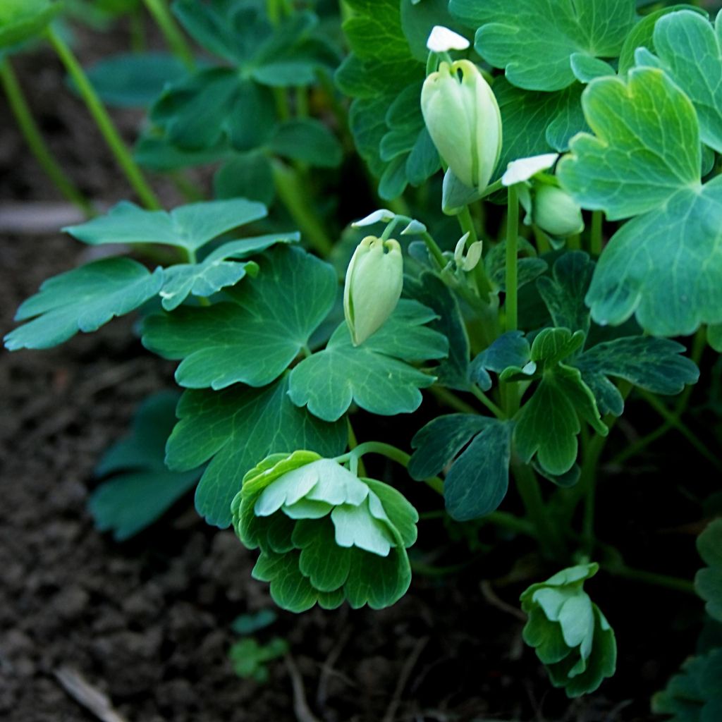 Aquilegia flabellata var. pumila f. alba - Columbine