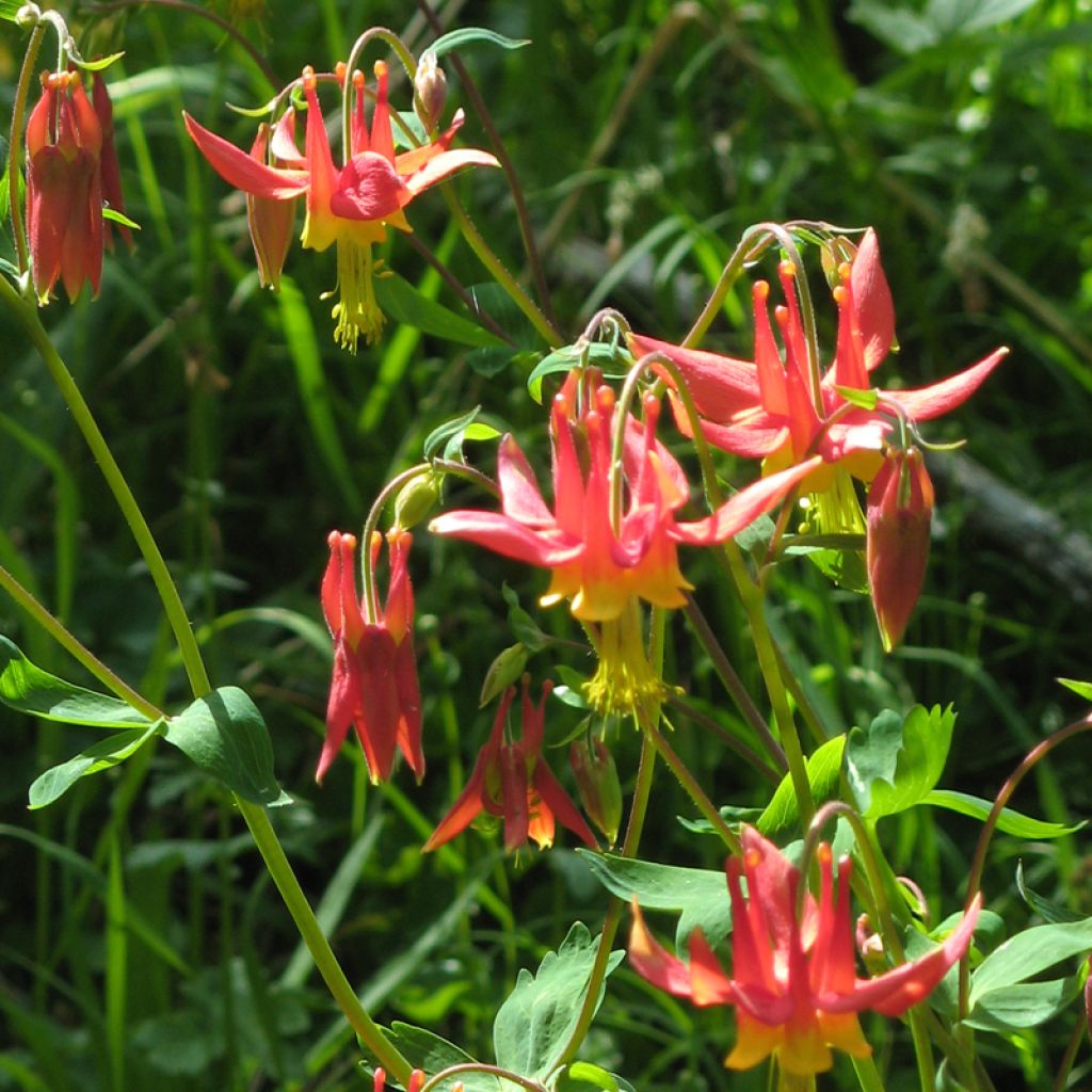 Aquilegia formosa - Columbine