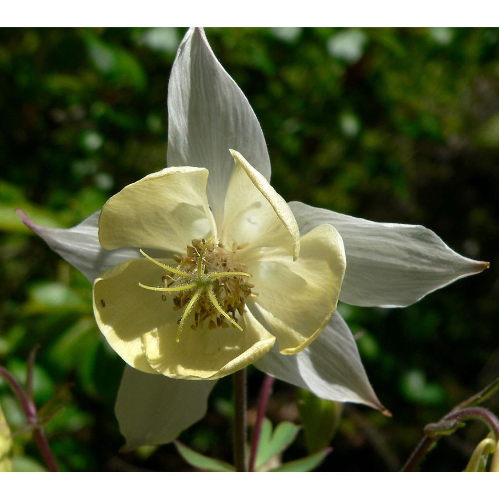 Aquilegia fragrans - Columbine