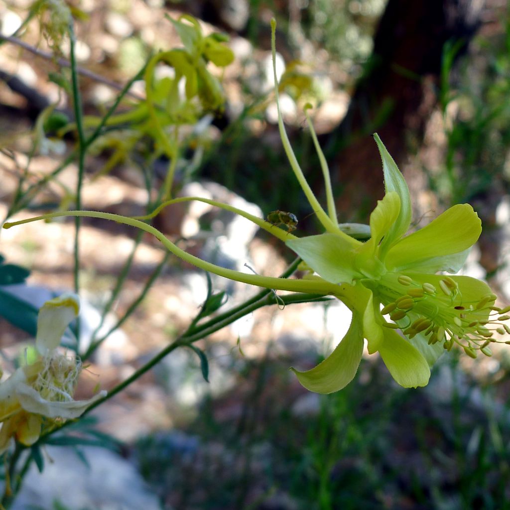 Aquilegia longissima - Columbine