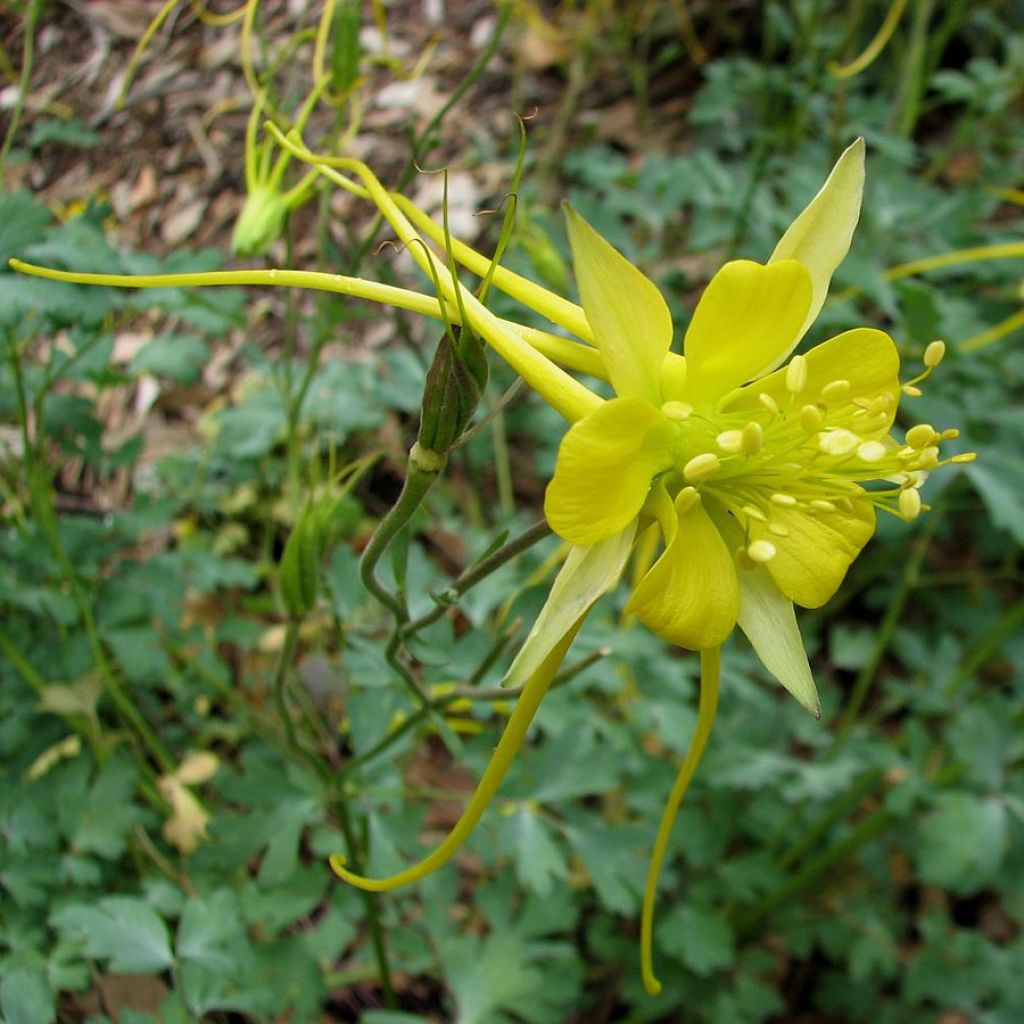 Aquilegia longissima - Columbine