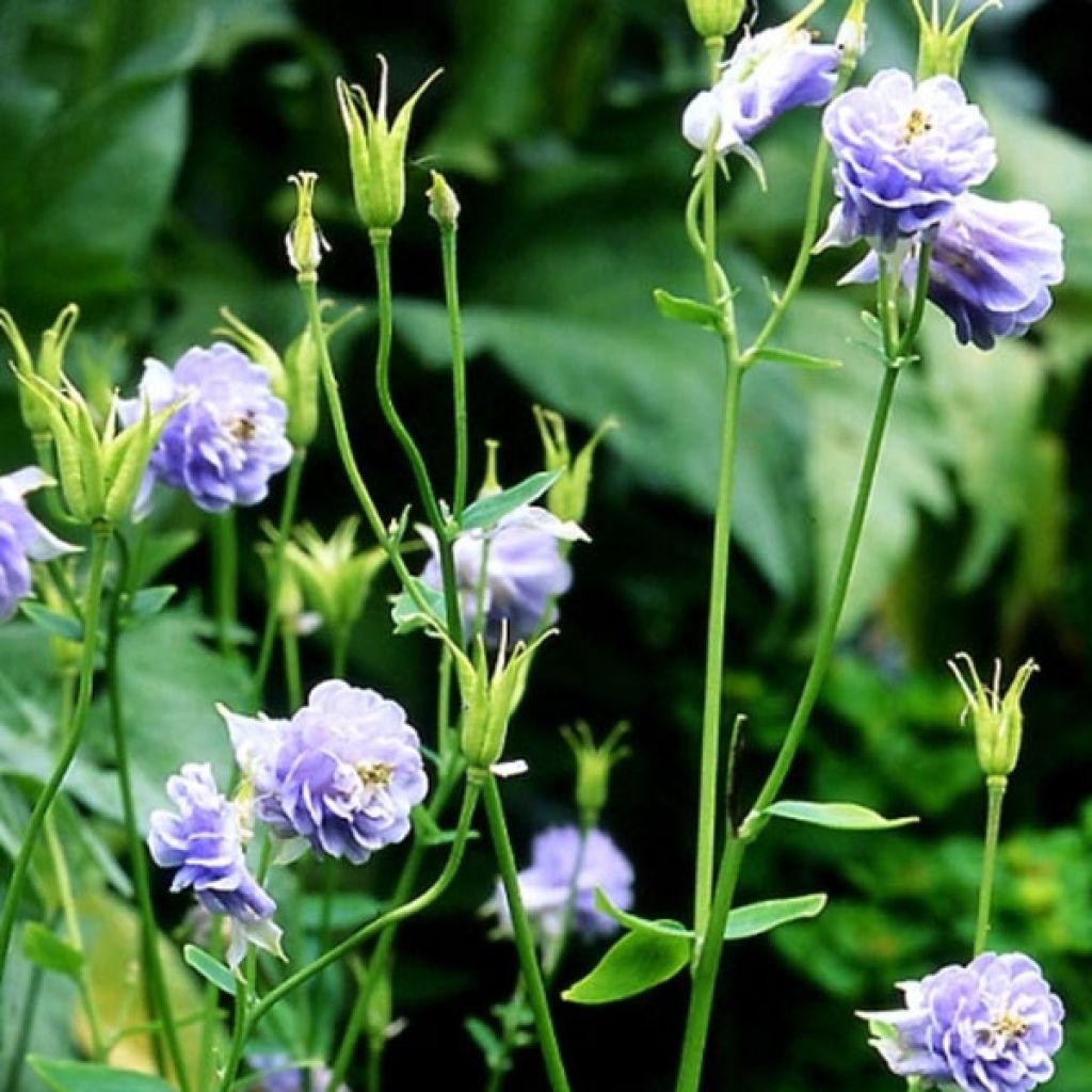 Aquilegia vulgaris Powder Blue - Columbine