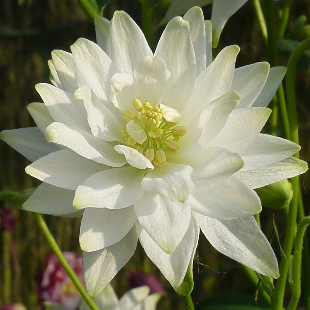 Aquilegia vulgaris var. stellata White Barlow - Columbine