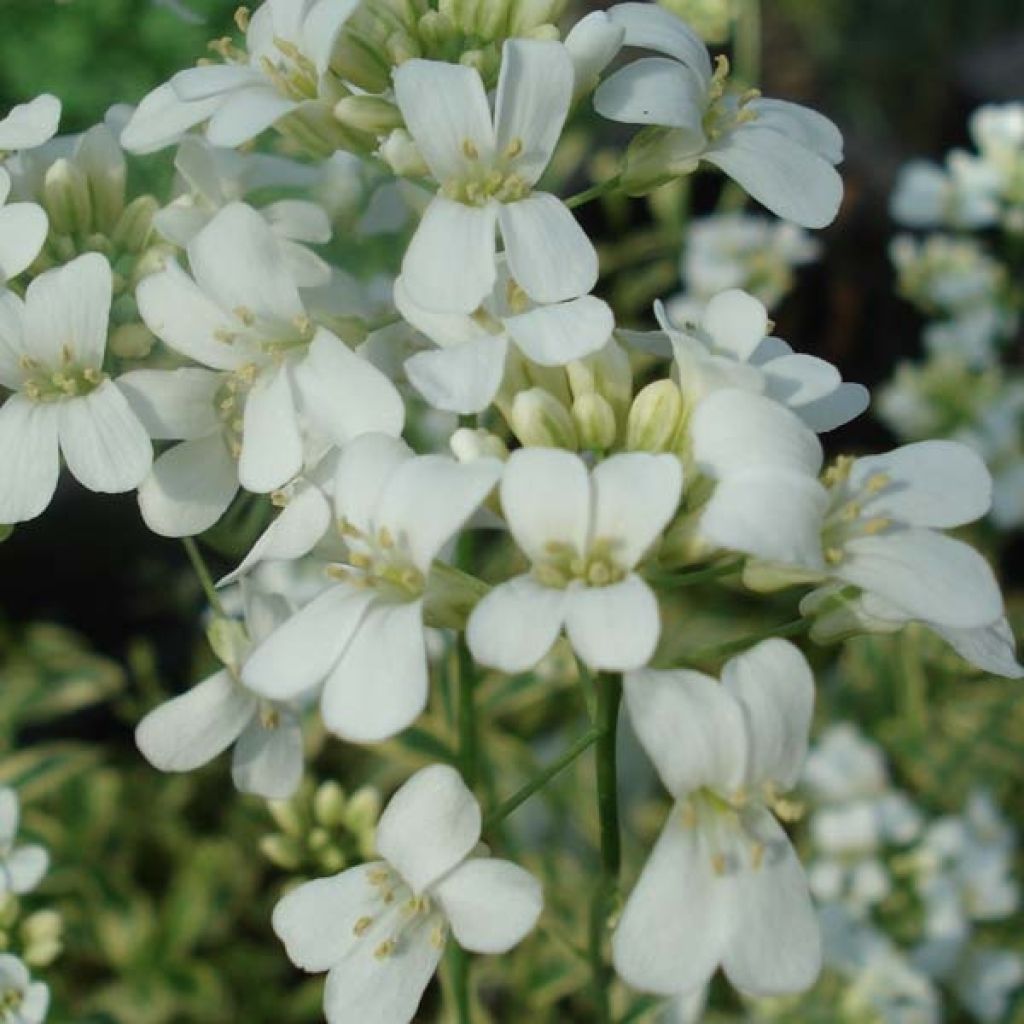 Arabis ferdinandi coburgii Old Gold