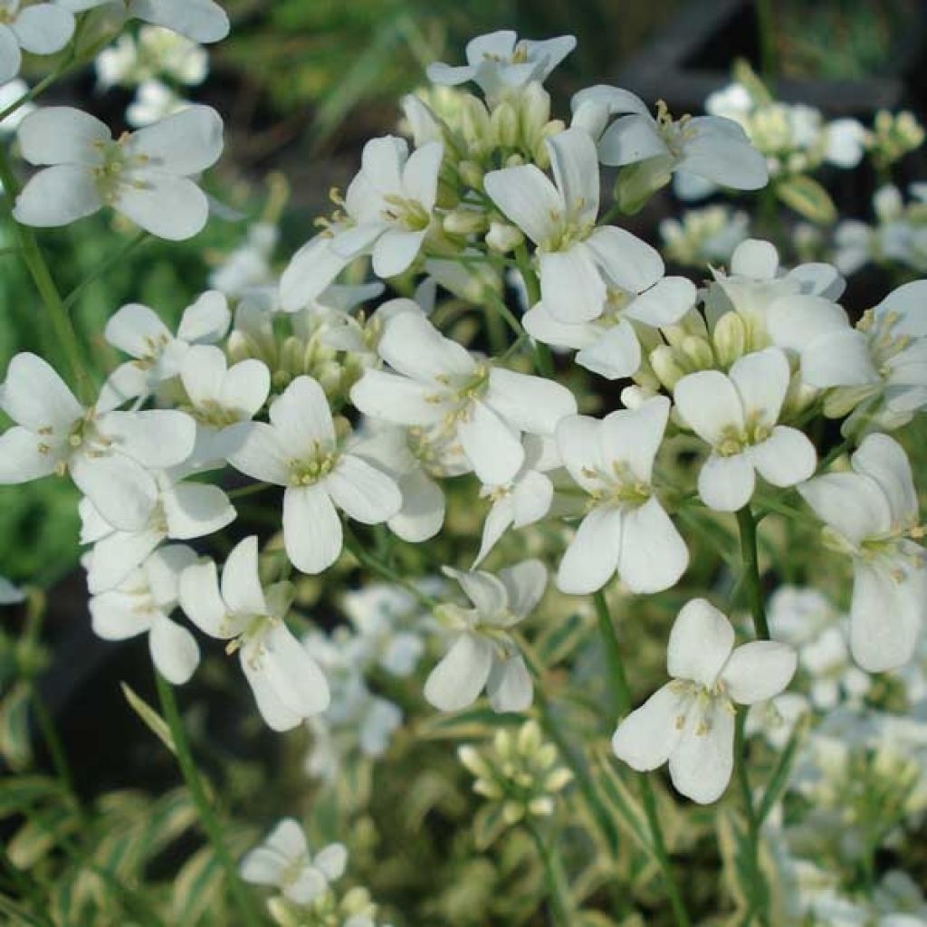 Arabis ferdinandi coburgii Old Gold